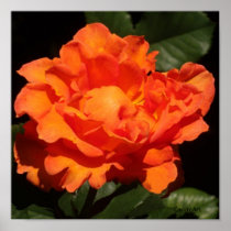 Pumpkin Orange Rose