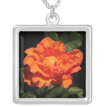 Pumpkin Orange Rose