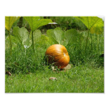 Pumpkin Patch 11 x 8.5 Photographic Print