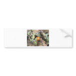 pumpkin patch bumper stickers