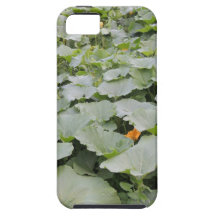 Pumpkin patch case for the iPhone 5