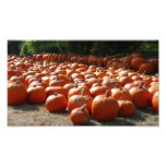 Pumpkin Patch Photo Print