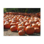 Pumpkin Patch Postcard