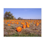 Pumpkin Patch-postcard