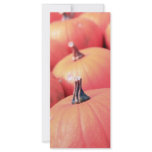 pumpkin portrait rack cards