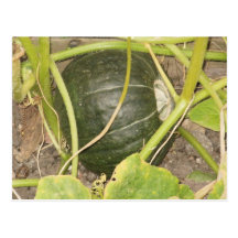 Pumpkin Post Cards