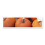 Pumpkin Time Bumper Sticker