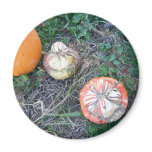 Pumpkins and Gourds