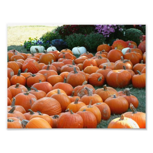 Pumpkins and Mums Photo Print