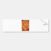 PUMPKINS! BUMPER STICKER