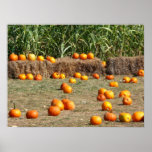 Pumpkins, Corn and Hay Autumn Photography Print
