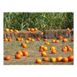 Pumpkins, Corn and Hay Photo Print