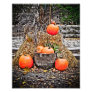 Pumpkins in Quebec