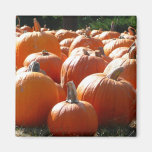 Pumpkins Magnet