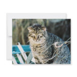 Punk Rock Feral Tom Cat Invitations
