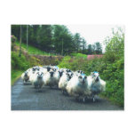 Punk Sheep on the Beara Peninsula Ireland postcards