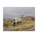 Punk sheep