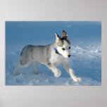 Pup in the snow posters