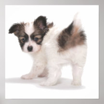PUP  LOOKING OVER SHOULDER POSTER