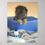 Puppies First Bath