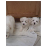 Puppies flyers