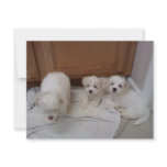 Puppies invitations