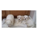 Puppies photo cards