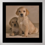 Puppies posters