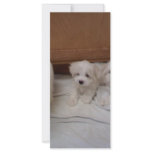 Puppies rack cards