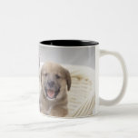 Puppy and Baby Cat Mug