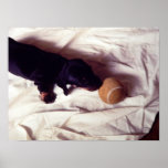 puppy and tennis ball print