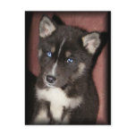 puppy_eyes postcards
