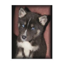 puppy_eyes postcards