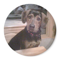 Puppy Gaze Magnet