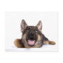 puppy german sheperd carte postale