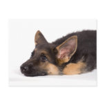 puppy german sheperd cartes postales