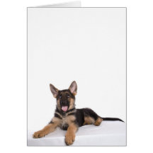 puppy German shepherd Carte