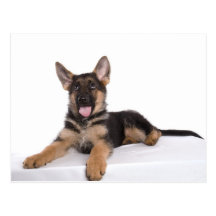 puppy German shepherd Cartes Postales