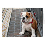 puppy greeting cards