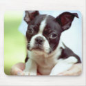 Puppy In Hands mousepads