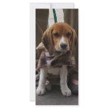 Puppy in Mexico rack cards