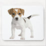 Puppy Jack russell Mouse Pads