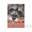 puppy love cards