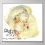 Puppy Love Connection posters