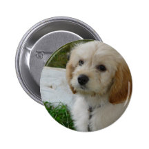 Puppy Love - Cute MaltiPoo Dog Photo Buttons