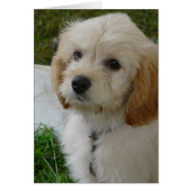 Puppy Love - Cute MaltiPoo Dog Photo Greeting Cards