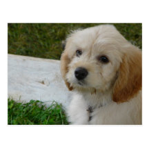 Puppy Love - Cute MaltiPoo Dog Photo Postcard