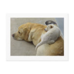 Puppy Love - Labrador and Mixed breed Puppy postcards