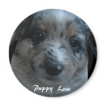 Puppy Love magnets