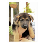 Puppy Love Post Card